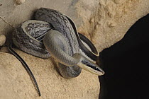 Taiwan Beauty Snake (Elaphe taeniura) in cave, Gunung Mulu National Park, Malaysia