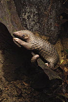 Malayan Pangolin (Manis javanica) juvenile, Gunung Mulu National Park, Malaysia