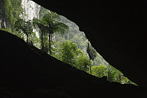Fishtail Palm (Caryota sp) growing at the entrance of a limestone cave, Gunung Mulu National Park, Malaysia