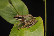 Riparian Frog (Hylarana megalonesa), a newly described species of frog, Bukit Sarang Conservation Area, Malaysia
