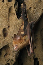Diadem Roundleaf Bat (Hipposideros diadema) roosting, Bukit Sarang Conservation Area, Malaysia