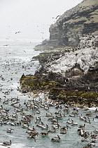 Peruvian Pelican (Pelecanus thagus) and mixed seabird feeding flock, Pucusana, Peru