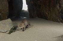 Marine Otter (Lontra felina) male in sleeping cave, Peru
