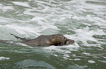 Marine Otter (Lontra felina) mother carrying pup, Chiloe Island, Chile