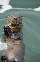 Marine Otter (Lontra felina) feeding, Chiloe Island, Chile