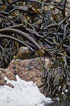 Marine Otter (Lontra felina) in kelp bed, Chiloe Island, Chile