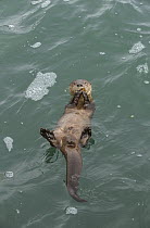 Marine Otter (Lontra felina) feeding, Chiloe Island, Chile