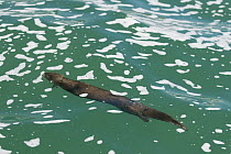 Marine Otter (Lontra felina) swimming underwater, Chiloe Island, Chile