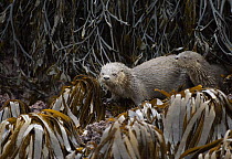 Marine Otter (Lontra felina) mother and pup in kelp bed, Chiloe Island, Chile