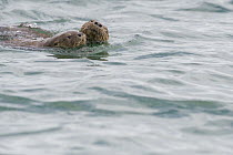 Marine Otter (Lontra felina) pair swimming, Chiloe Island, Chile