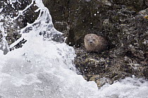 Marine Otter (Lontra felina) young in heavy surf, Chiloe Island, Chile