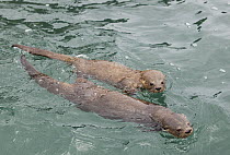Marine Otter (Lontra felina) mother and pup swimming, Chiloe Island, Chile