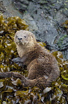 Marine Otter (Lontra felina) on kelp, Chiloe Island, Chile