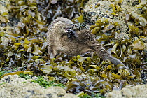 Marine Otter (Lontra felina) grooming in kelp bed, Chiloe Island, Chile