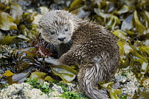 Marine Otter (Lontra felina) young in kelp bed, Chiloe Island, Chile
