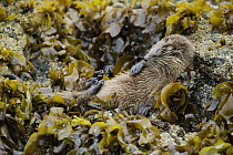 Marine Otter (Lontra felina) resting in kelp after a big meal, Chiloe Island, Chile
