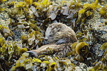 Marine Otter (Lontra felina) in kelp on shore, Chiloe Island, Chile
