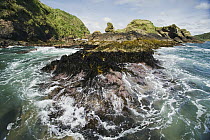 Kelp-covered rocks, Chiloe Island, Chile