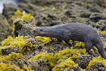 Marine Otter (Lontra felina) female carrying crab to pup, Chiloe Island, Chile