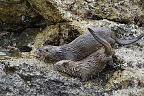 Marine Otter (Lontra felina) mother and pup on shore, Chiloe Island, Chile