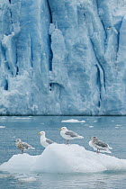 Glaucous Gull (Larus hyperboreus) group in front of Monaco Glacier, Leifdefjorden, Svalbard, Norway