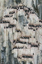 Brunnich's Guillemot (Uria lomvia) nesting colony, Alkefjellet, Svalbard, Norway