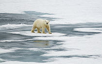 Polar Bear (Ursus maritimus) on pack ice, Svalbard, Norway
