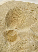 Fossil imprints of triassic clam shells, Palanderbukta, Svalbard, Norway