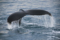 Humpback Whale (Megaptera novaeangliae) diving, Hinlopen Strait, Svalbard, Norway