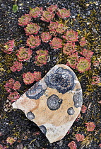 Tufted Saxifrage (Saxifraga cespitosa) and lichen-covered rock, Svalbard, Norway
