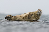 Harbor Seal (Phoca vitulina) resting on rock in water, Woodfjorden, Svalbard, Norway