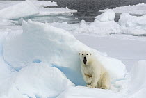 Polar Bear (Ursus maritimus) in defensive posture, Svalbard, Norway