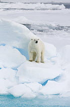 Polar Bear (Ursus maritimus) on iceberg, Svalbard, Norway