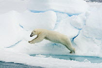 Polar Bear (Ursus maritimus) jumping over water, Svalbard, Norway