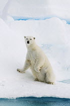 Polar Bear (Ursus maritimus) sitting on ice, Svalbard, Norway