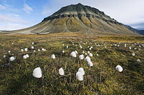 White Cottongrass (Eriophorum scheuchzeri) flowering and autumn tundra, Svalbard, Norway