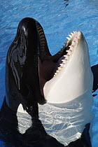 Orca (Orcinus orca) opening mouth for food in aquarium, native to the Pacific