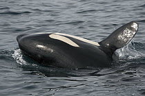 Orca (Orcinus orca) pectoral slap, Prince William Sound, Alaska