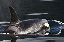Orca (Orcinus orca) female surfacing, Prince William Sound, Alaska