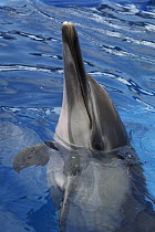 Long-beaked Common Dolphin (Delphinus capensis) spy hopping in aquarium, Japan