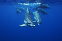 Indo-pacific Bottlenose Dolphin (Tursiops aduncus) group swimming, Ogasawara Island, Japan
