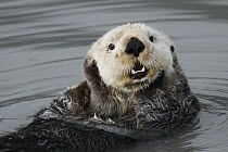 Sea Otter (Enhydra lutris) grooming, Kenai Fjords, Alaska