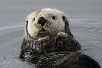 Sea Otter (Enhydra lutris), Kenai Fjords, Alaska