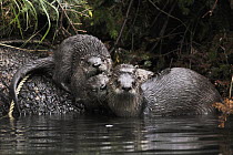 North American River Otter (Lontra canadensis) family, Prince William Sound, Alaska