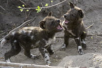 African Wild Dog (Lycaon pictus) five week old pups playing, northern Botswana