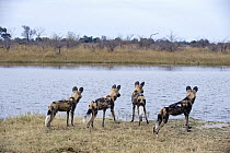 African Wild Dog (Lycaon pictus) group watching flood water, northern Botswana