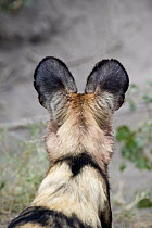 African Wild Dog (Lycaon pictus), northern Botswana