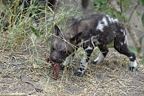 African Wild Dog (Lycaon pictus) six week old pup eating regurgitated meat, northern Botswana