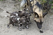 African Wild Dog (Lycaon pictus) adult and five week old pups, northern Botswana