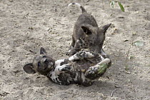 African Wild Dog (Lycaon pictus) six week old pups playing, northern Botswana